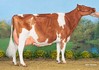 NRP Awesome Amberlee Red