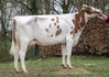 R&B Altatop Ailene Red
