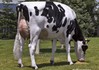 Riverdane Shottle Amber