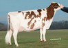 Stoneden Snowman Red Desire