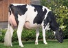 TGD-Swiss-Repro Jedi Company VG-89 (volle zus Carmen)