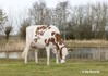 Tienmorgen Marie Suze 7