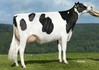 Vendairy Elita