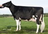 Wilder Kairo 55 RDC