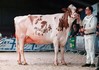 Willem's-Hoeve Jmw Applause 26