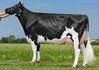 Zani Supersire Orietta